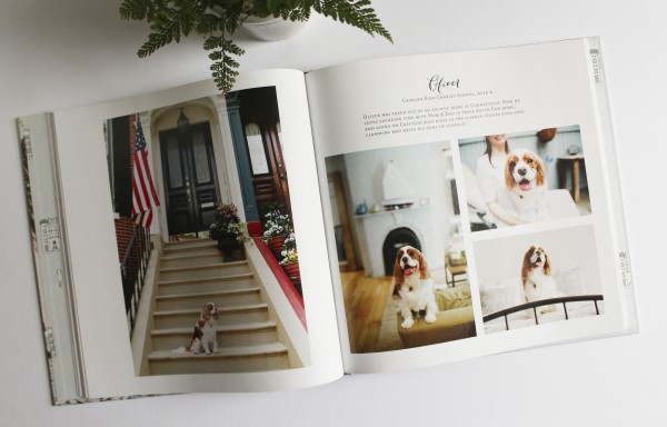 Rescue Pets of Boston via Oh, I Design Blog