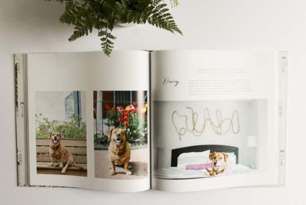 Rescue Pets of Boston via Oh, I Design Blog