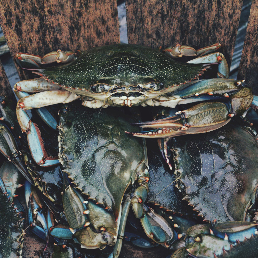 crabs