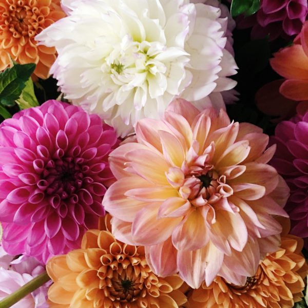 dahlias via oh, i design blog