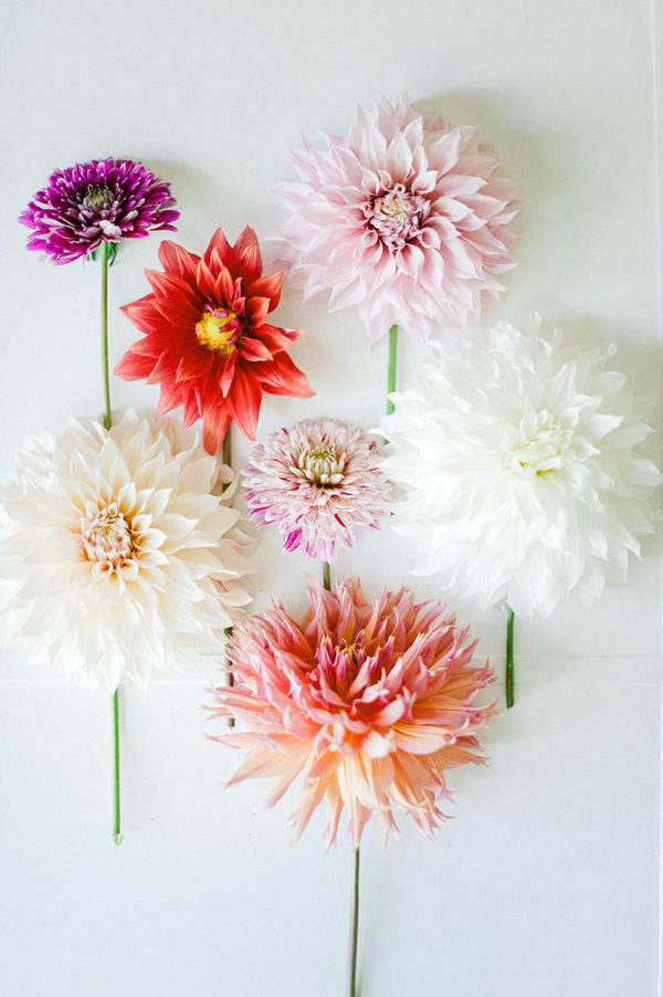 dahlias via oh, i design blog